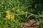 Small's ragwort